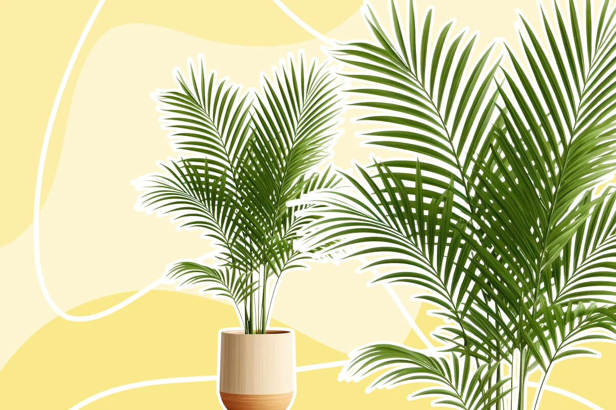 10 Amazing Benefits Of Keeping Areca Palm In Your Living Room